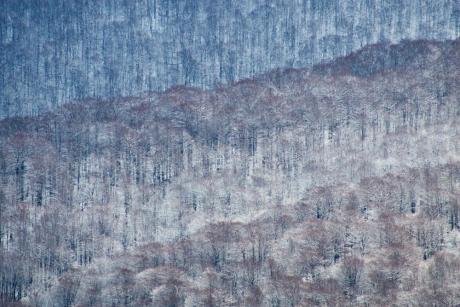 Pięć faktów o Planach Urządzenia Lasu